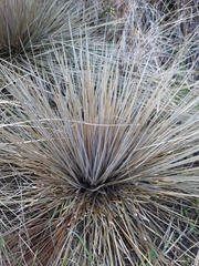 Aciphylla subflabellata