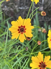 Coreopsis