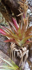 Tillandsia biflora
