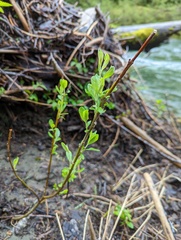 Oemleria cerasiformis