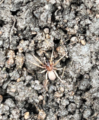 Dysderoidea