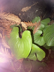 Maianthemum dilatatum