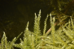 Kindbergia praelonga