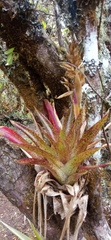 Tillandsia biflora
