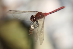 Sympetrum internum