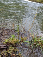 Oemleria cerasiformis