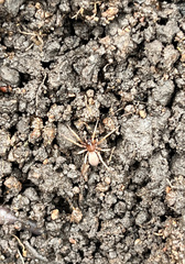 Dysderoidea