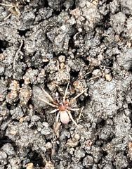 Dysderoidea