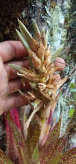 Tillandsia biflora