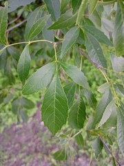 Melioides