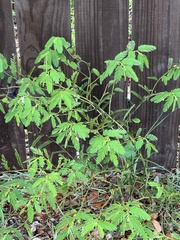 Chamaecrista nictitans