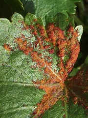 Synchytrium australe