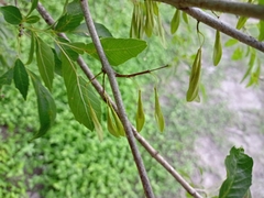 Melioides