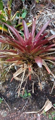 Tillandsia complanata
