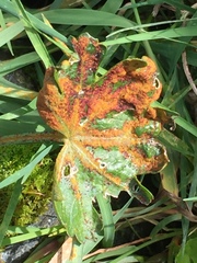 Synchytrium australe