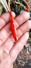 Tillandsia complanata