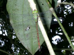 Triacanthagyna septima