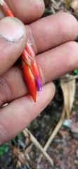 Tillandsia complanata