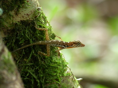 Anolis polylepis