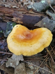 Hygrophoropsis