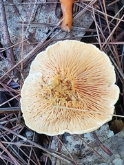 Hygrophoropsis