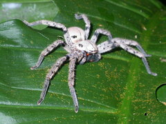 Sparassidae