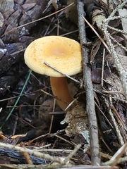 Hygrophoropsis