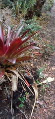 Tillandsia complanata