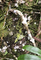 Trychopeplus laciniatus