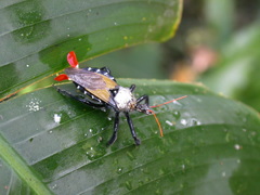 Apiomerus vexillarius