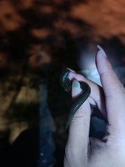 Whitmania pigra
