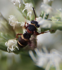 Epeolus bifasciatus