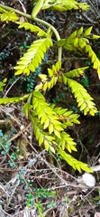 Racinaea riocreuxii