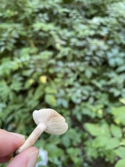 Lactarius quietus