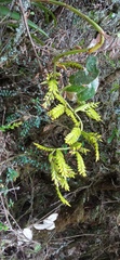 Racinaea riocreuxii