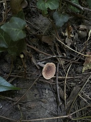 Lactarius quietus