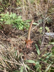 Orostachys malacophylla