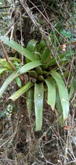Racinaea riocreuxii