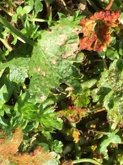 Synchytrium australe