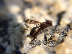 Tritoxa cuneata