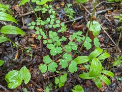 Thalictrum occidentale
