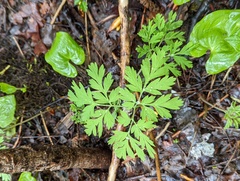Dicentra formosa