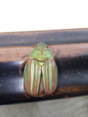 Chrysina adelaida