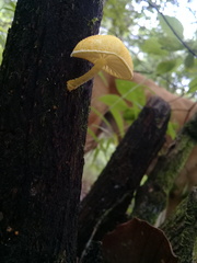 Pluteus chrysophlebius