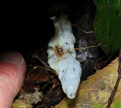 Clavogaster virescens