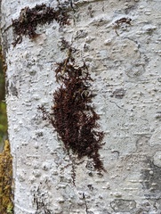 Frullania nisquallensis