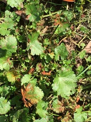 Synchytrium australe