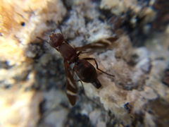Tritoxa cuneata