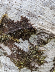 Frullania nisquallensis