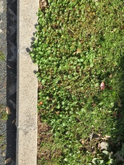 Synchytrium australe